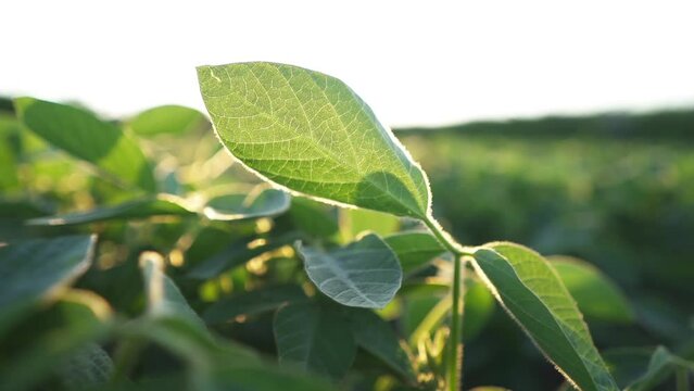 Close-up of a soybean leaf. Agriculture. Farm business concept. Soybean cultivation, vegetables, plants, biocare.