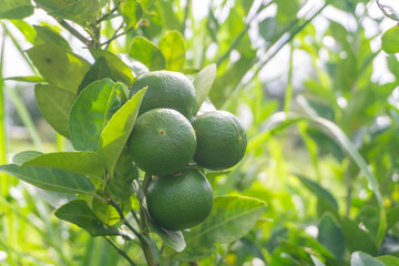 green lemon or key lime fruit on tree at agriculture garden.