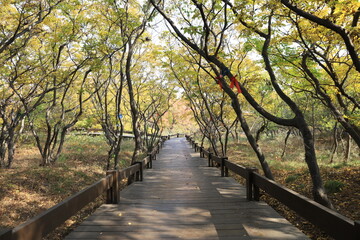 Fototapeta premium Beautiful trees and paths in autumn