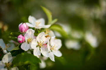 Apple trees orchard in the late spring early summer, ready to bloom