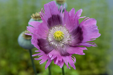 Fototapeta premium Bread seed or opium poppy (Papaver somniferum 'Maxi'