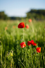 Red poppy flower on the meadow, symbol of Remembrance Day or Poppy Day.