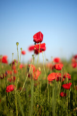 Red poppy flower on the meadow, symbol of Remembrance Day or Poppy Day.