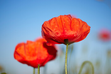 Naklejka premium Red poppy flower on the meadow, symbol of Remembrance Day or Poppy Day.
