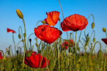 Obraz premium Red poppy flower on the meadow, symbol of Remembrance Day or Poppy Day.