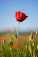 Red poppy flower on the meadow, symbol of Remembrance Day or Poppy Day.