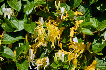 Obraz premium image with a natural flower in the bur