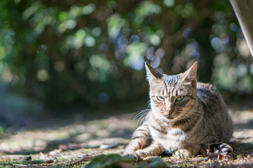 Stray cat living in a Japanese forest
