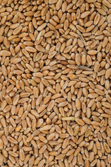 Whole grain kernels of wheat close-up. Wheat grain background.