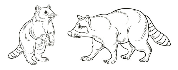 
Animals. Black and white image of a cute raccoon, coloring book for children. Isolated background, linear drawing.
