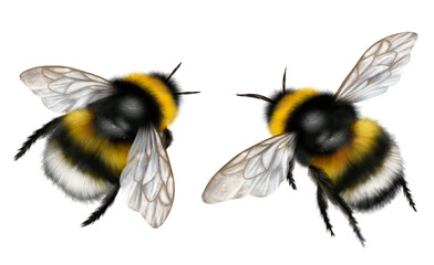 Realistic drawing of two bumblebees, flying insects, fluffy bumblebee - obrazy, fototapety, plakaty