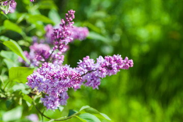 Purple lilac flowers, flowering plant is in spring garden
