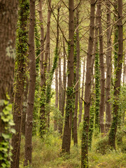 Fototapeta premium forest in the morning