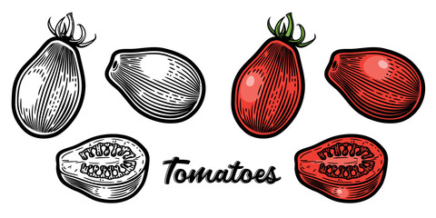 Plum tomato - oval, plum-shape type of tomatoes. Hand drawn vector illustration in vintage engraving style. Black and white and colored versions, isolated on white background.