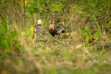 Majestic and colourfull bird in the nature habitat. Birds of northern Pantanal, wild brasil, brasilian wildlife full of green jungle, south american nature and wilderness.
