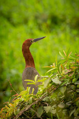 Majestic and colourfull bird in the nature habitat. Birds of northern Pantanal, wild brasil, brasilian wildlife full of green jungle, south american nature and wilderness.