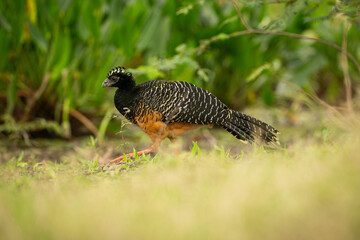 Majestic and colourfull bird in the nature habitat. Birds of northern Pantanal, wild brasil, brasilian wildlife full of green jungle, south american nature and wilderness.