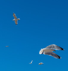 Flying Seagulls in blue Sky