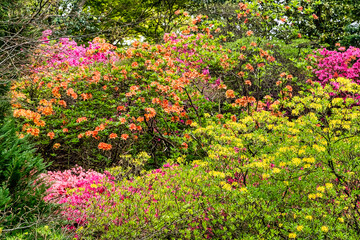 Rhododendrons in Windsor Great Park, United Kingdom