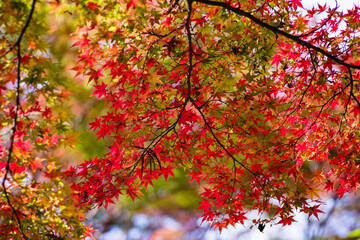 根来寺（和歌山県岩出市）の紅葉