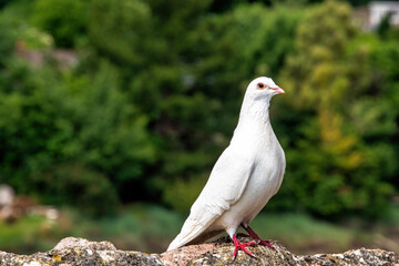 Wild white pigeon on the wall
