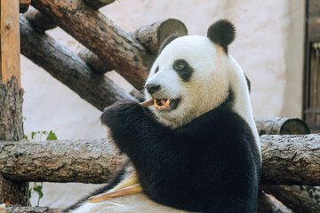Obraz na płótnie Canvas Giant panda eating bamboo. Portrait of animal.