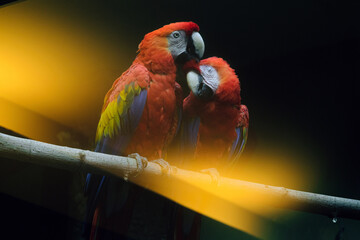 Scarlet macaw. Red macaw (Ara macao) is a bird of the parrot family. A pair of bright beautiful parrots on a branch in a sunbeam. © nskyr2