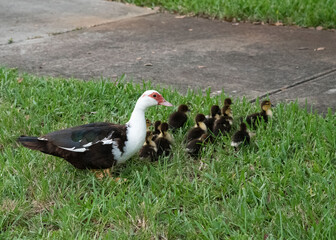 Muscovy duck mother watches over her baby ducklings as they walk through green grass.