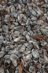 Remains of oysters on land mixed with tree leaves, in Brazil. 
