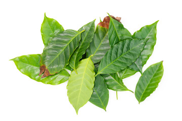 Obraz premium Fresh Green Coffee Leaves Isolated on White Background