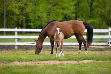 Grazing horse with foal
