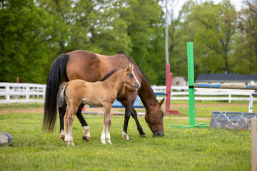 horse and foal on a farm
