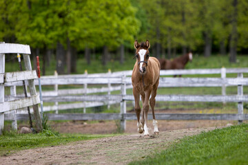 foal running on a path at a horse farm