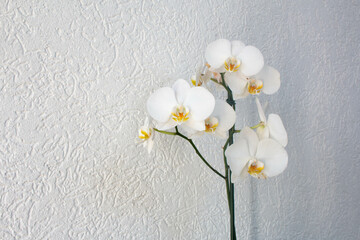 Fototapeta na wymiar Close-up of white orchid flowers, on a white background wall. 