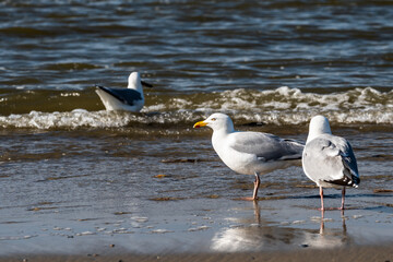 Abends am Strand