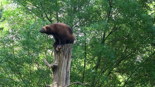Siberian wolverine (Gulo Gulo) sitting in nature