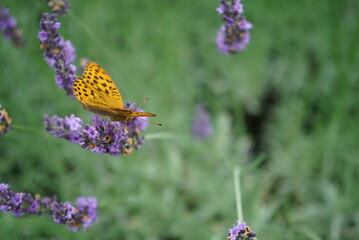Dark Green Fritillary gathered in flowers