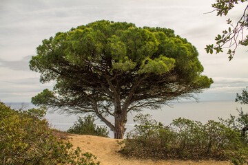 tree on the sea shore in spain
