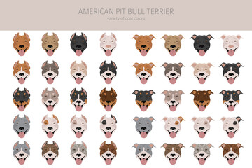 American pit bull terrier dogs clipart. Color varieties, infographic - obrazy, fototapety, plakaty
