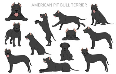 American pit bull terrier dogs clipart. Color varieties, infographic