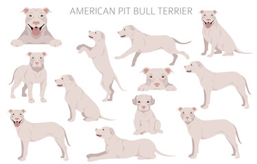 American pit bull terrier dogs clipart. Color varieties, infographic