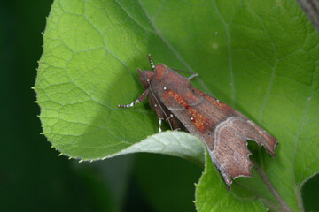 The herald (Scoliopteryx libatrix),  a moth of the family Erebidae