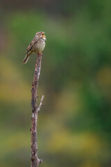 Escribano triguero cantando sobre poste (Emberiza calandra)