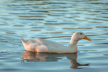 white duck swimming in the water