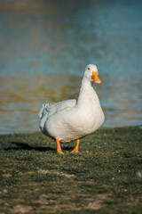 duck in the water