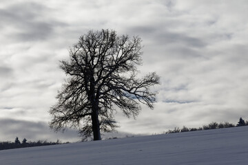 Winterlicher Baum