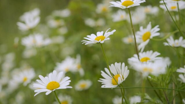 Field of White Daisies in Wind Swaying Close up. White Blooming Chamomile Flowers Summer Field Meadow Close-up. Wildflowers in Nature Spring. Environmental Conservation, Ecosystem. Beautiful Daises.