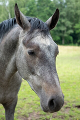A headshot of a grey horse against a natural green background. High quality photo