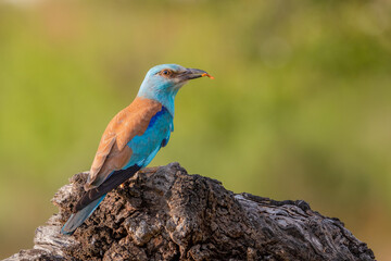 Carraca Europea (Coracias garrulus)