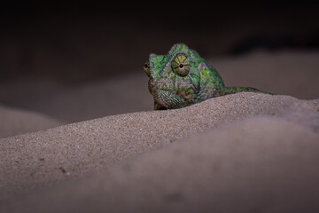 Camaleón común (Chamaeleo chamaeleon) 